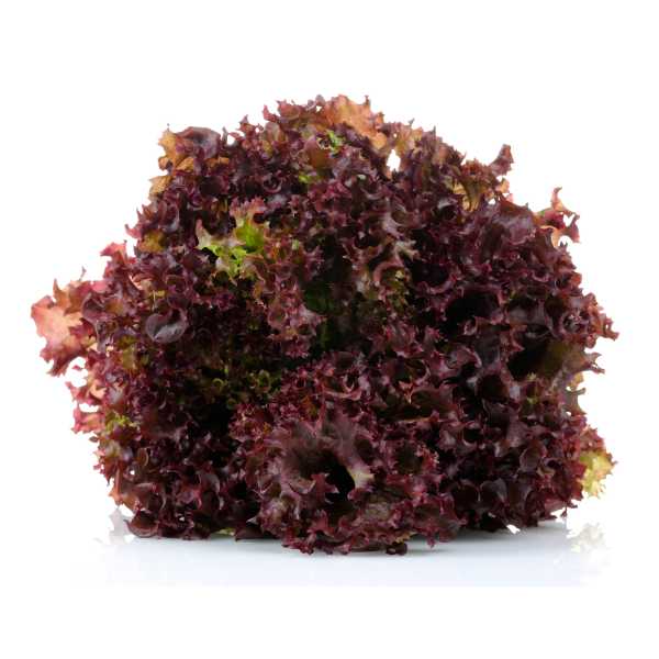 ΛΟΛΕΣ ΚΟΚΚΙΝΕΣ (ΤΕΜ)