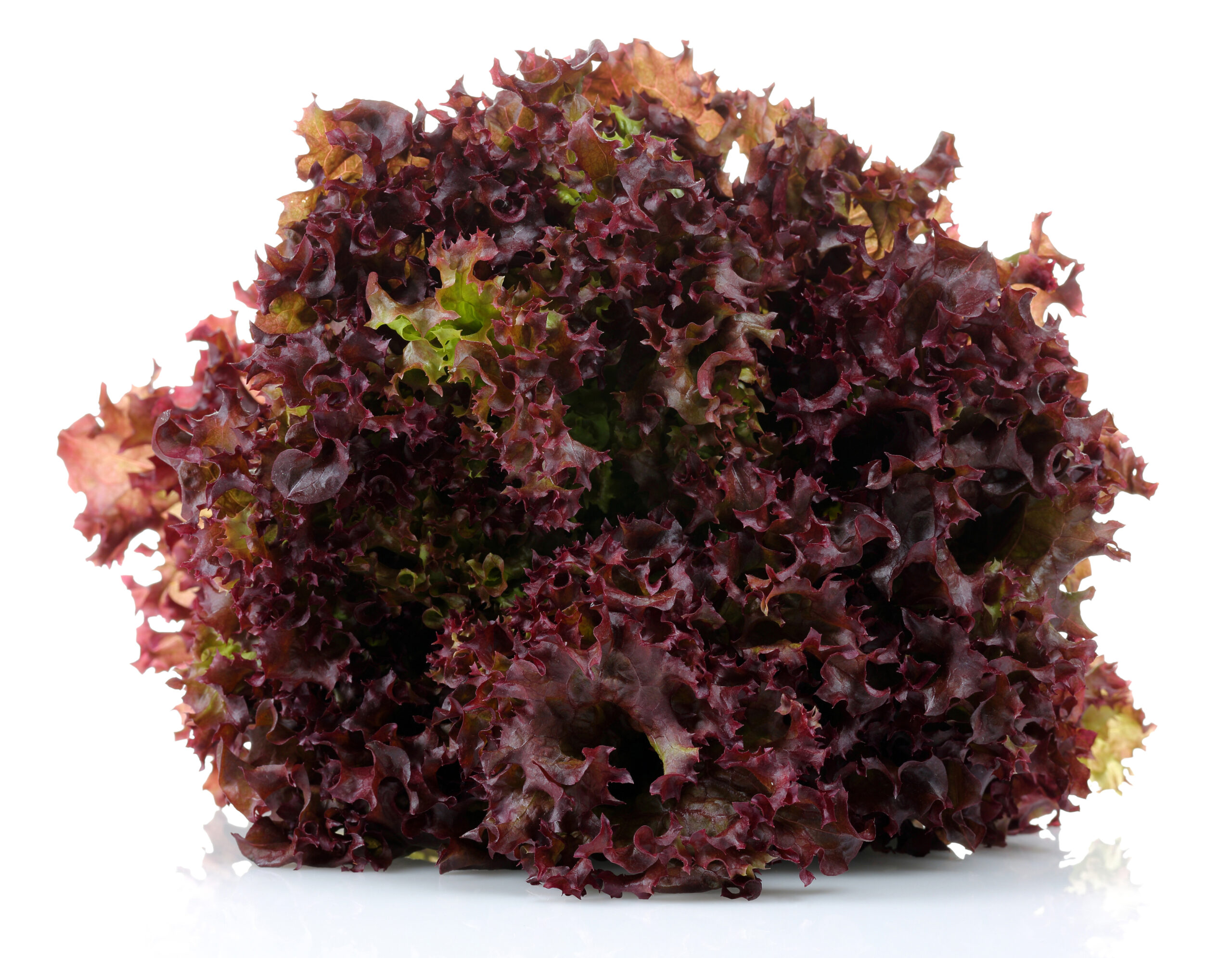 Fresh,Red,Lettuce,Isolated,On,White,Background ΛΟΛΕΣ ΚΟΚΚΙΝΕΣ (ΤΕΜ) - Image 1
