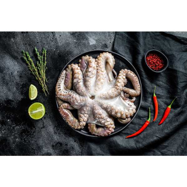 ΧΤΑΠΟΔΙ ΙΝΔΟ-ΕΙΡΗΝΙΚΟΥ  1-2 Kg